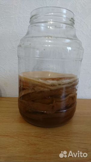 Чайный гриб