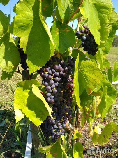 Продаю саженцы винограда