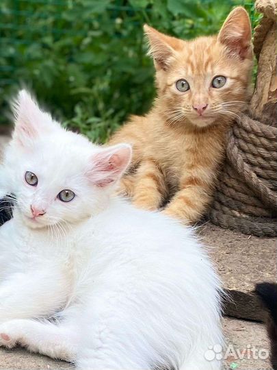 Ангорские котята
