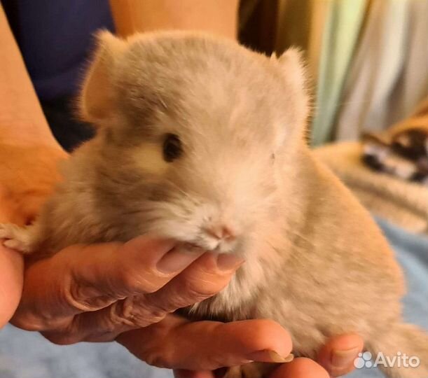 Малышки Шиншишки