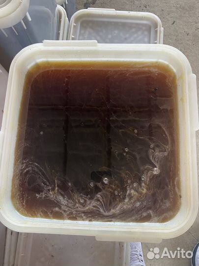 Мед каштановый оптом