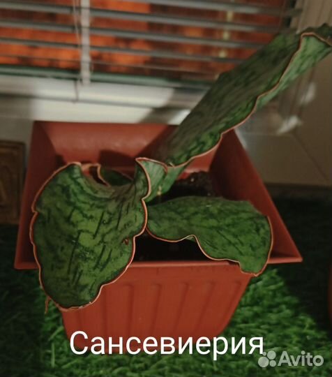 Сансевиерия сортовая