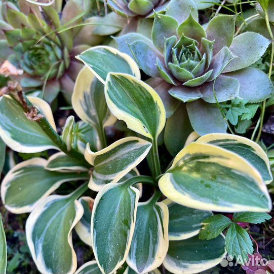 Хоста Mighty Mouse