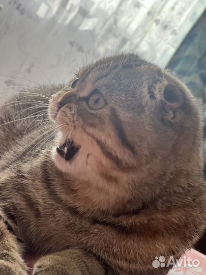 Шотландская шиншилла