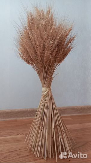 Колосья пшеницы, овса