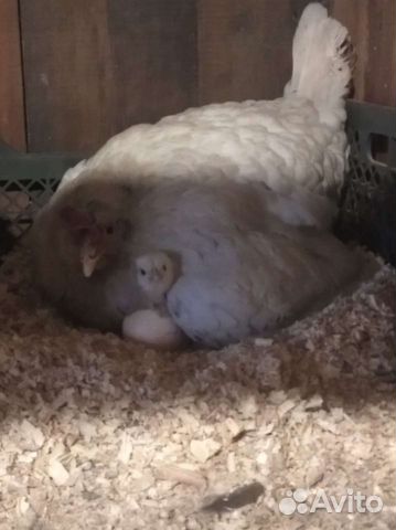 Квочка молодка с цыплятами