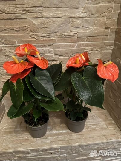 Антуриум модурал оранж d9