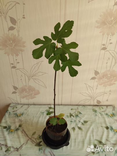 Инжир комнатный