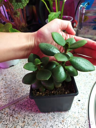 Комнатные сортовые растения