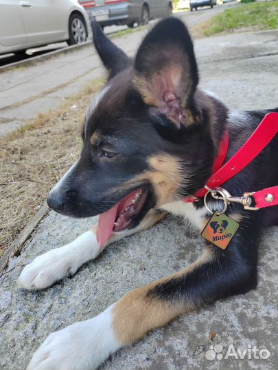 Адресник / жетон для собак