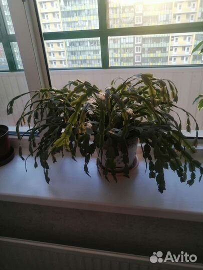 Декабристов, бегония