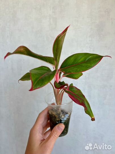 Аглаонема Крит