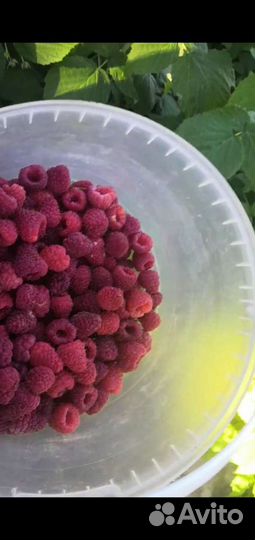 Малина саженцы