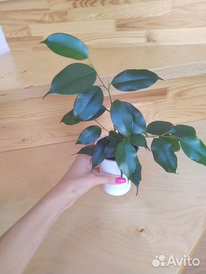 Фикус бенджамина красавец