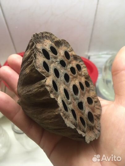 Лотос сухоцвет