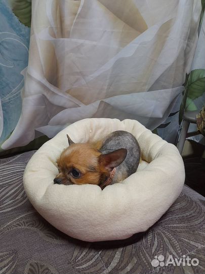 Крошка супер мини