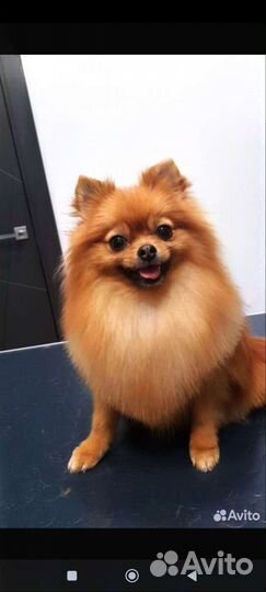 Оксана, грумер стрижка собак