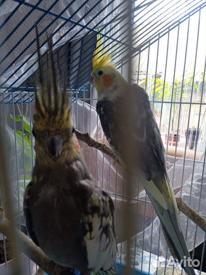 Попугай карелла с клеткой