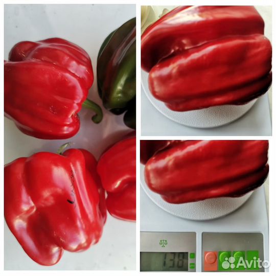 Семена острого перца