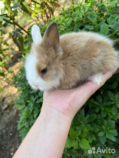 Декоративный кролик
