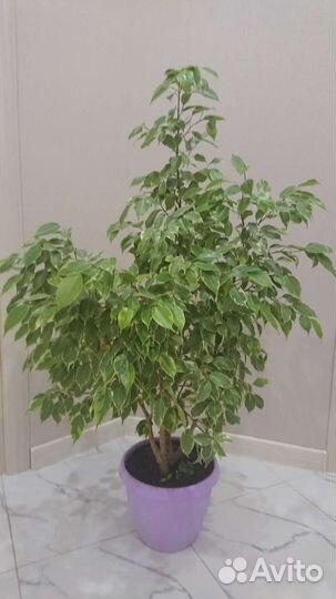 Фикус бенджамино 115см, Наоми 140 см, гортензия