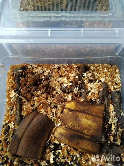 Жук знахарь и туркменский таракан