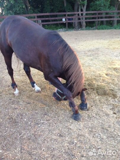 Продам коня