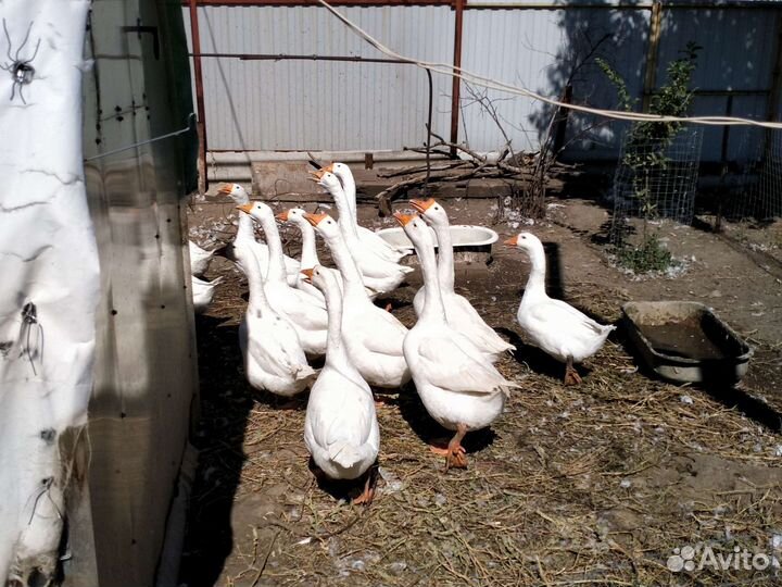 Мясо гуся и индоутки