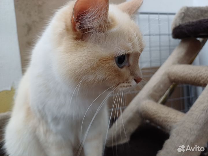 Коты в добрые руки