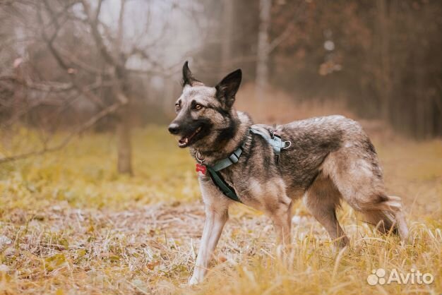 Красавица Реми в добрые руки