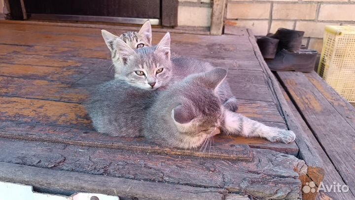 Котята, мышеловы