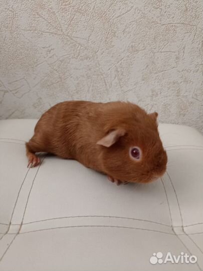 Морская свинка девочка 1.5 панда американский селф