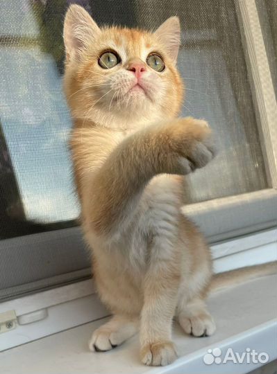 Британская золотистая шиншилла