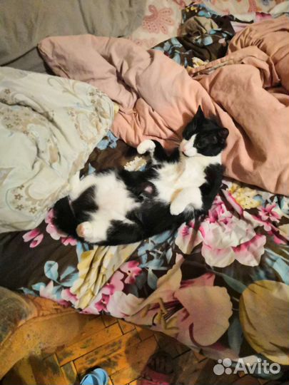 Кот взрослый