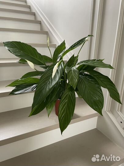 Спатифилум Купидон 65 см