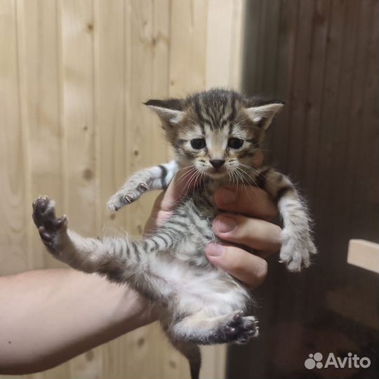 Котята сибирские
