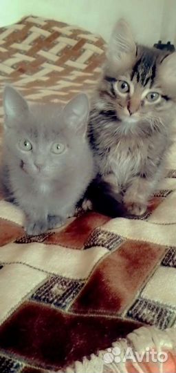 Кошечка и котик