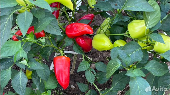 Перец болгарский