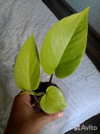 Сциндапсус, эпипремнум