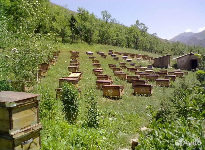 Мёд натуральный алтайский опт