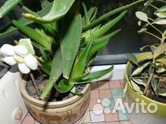 Алоэ цветущий