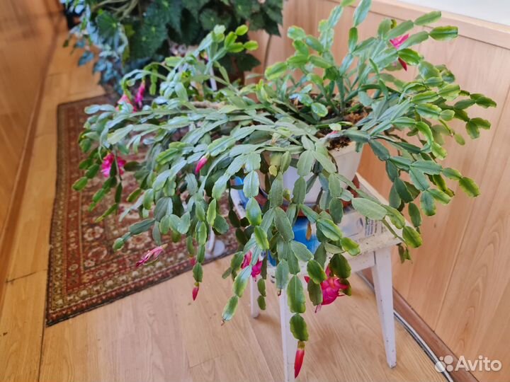 Комнатные растения цветы