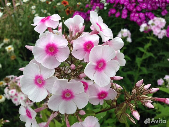 Флоксы (корни)