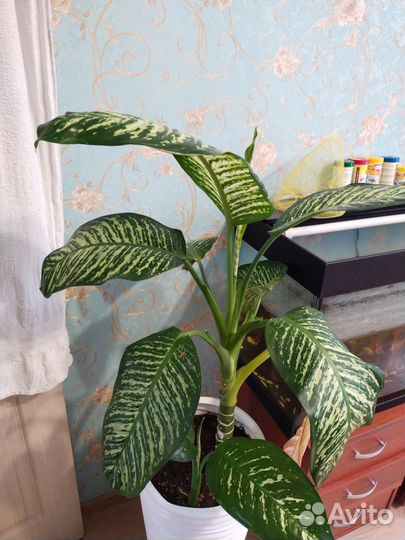 Диффенбахия