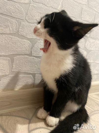 Кошка в дар