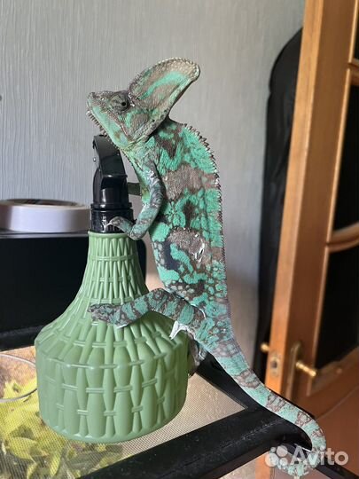 Йеменский хамелеон самец для спаривания/вязки