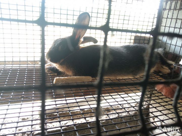 Кролики на мясо