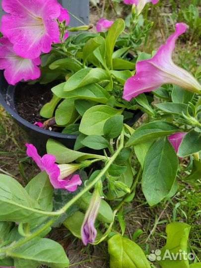 Петуньи, георгины, лобелия, газания