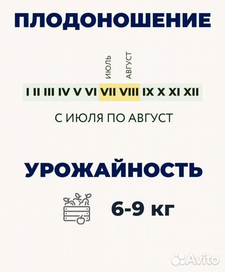 Саженцы голубика Блюкроп