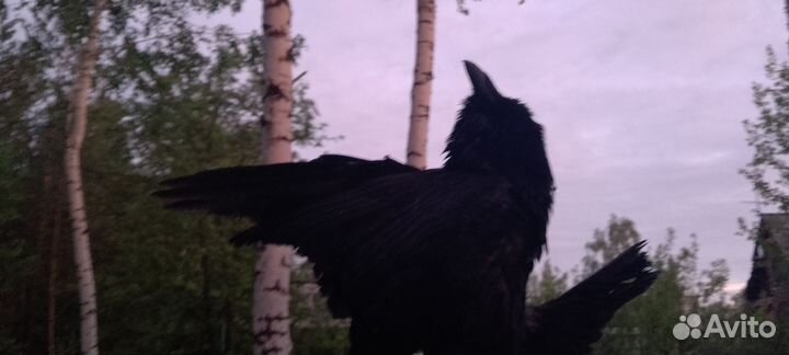 Ворон в экспозиции